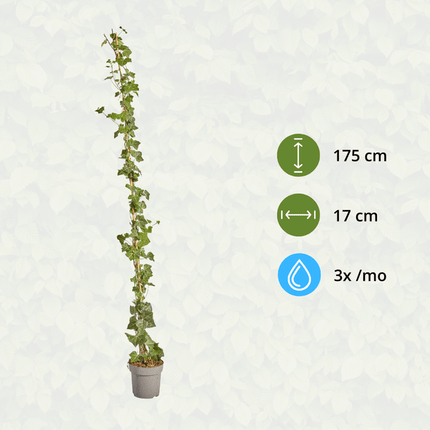 Hedera Hibernica – Irischer Efeu – gestäbt – Höhe 150 - 175cm – Immergrüne Kletterpflanze – Heckenpflanze für Garten & Terrasse (Plant) kaufen bei Linkreich – Jetzt entdecken!