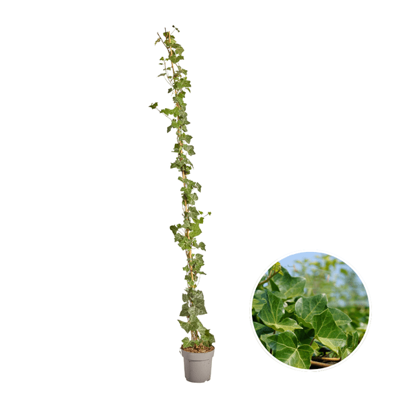 Hedera Hibernica – Irischer Efeu – gestäbt – Höhe 150 - 175cm – Immergrüne Kletterpflanze – Heckenpflanze für Garten & Terrasse (Plant) kaufen bei Linkreich – Jetzt entdecken!