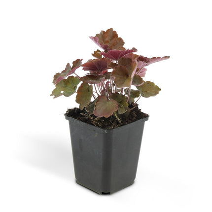 Heuchera mic. 'Palace Purple' – 48 Pflanzen– ↕10 - 25cm – Ø9cm – Schattengarten Staude – Dunkel - Purpur Blätter – Blüten ab Juli – Bienen - & Schmetterlingsfreundlich (Plant) kaufen bei Linkreich – Jetzt entdecken!