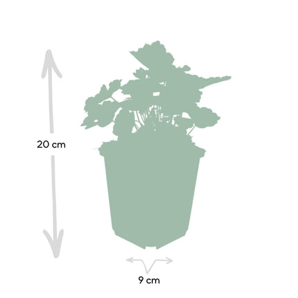 Heuchera mic. 'Palace Purple' – 48 Pflanzen– ↕10 - 25cm – Ø9cm – Schattengarten Staude – Dunkel - Purpur Blätter – Blüten ab Juli – Bienen - & Schmetterlingsfreundlich (Plant) kaufen bei Linkreich – Jetzt entdecken!