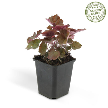 Heuchera mic. 'Palace Purple' – 48 Pflanzen– ↕10 - 25cm – Ø9cm – Schattengarten Staude – Dunkel - Purpur Blätter – Blüten ab Juli – Bienen - & Schmetterlingsfreundlich (Plant) kaufen bei Linkreich – Jetzt entdecken!