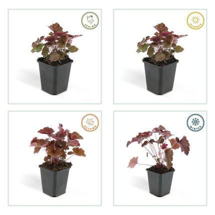 Heuchera mic. 'Palace Purple' – 48 Pflanzen– ↕10 - 25cm – Ø9cm – Schattengarten Staude – Dunkel - Purpur Blätter – Blüten ab Juli – Bienen - & Schmetterlingsfreundlich (Plant) kaufen bei Linkreich – Jetzt entdecken!