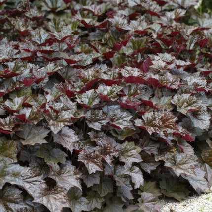Heuchera mic. 'Palace Purple' – 48 Pflanzen– ↕10 - 25cm – Ø9cm – Schattengarten Staude – Dunkel - Purpur Blätter – Blüten ab Juli – Bienen - & Schmetterlingsfreundlich (Plant) kaufen bei Linkreich – Jetzt entdecken!