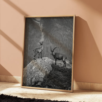 Curious Ibex Print – Black and White French Alps Wildlife Wall Art