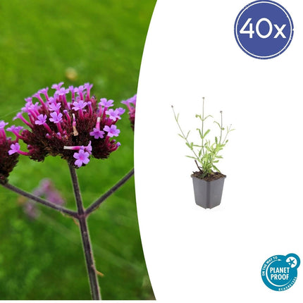 Hohes Eisenkraut Verbena bonariensis 'Lollipop' – ↕10 - 25cm – Ø9cm – 40 Pflanzen – Kompakt – Pflegeleicht – Bienenfreundlich – Blühend (Plant) kaufen bei Linkreich – Jetzt entdecken!