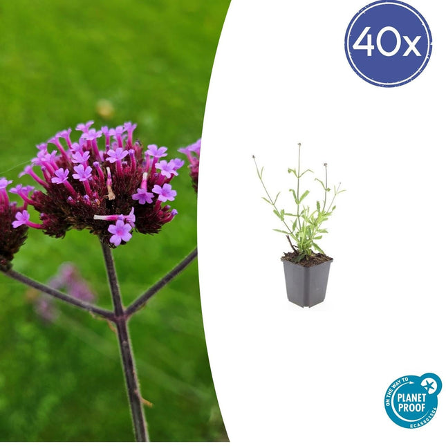 Hohes Eisenkraut Verbena bonariensis 'Lollipop' – ↕10 - 25cm – Ø9cm – 40 Pflanzen – Kompakt – Pflegeleicht – Bienenfreundlich – Blühend (Plant) kaufen bei Linkreich – Jetzt entdecken!