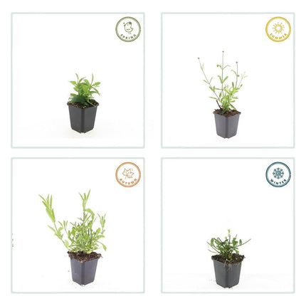 Hohes Eisenkraut Verbena bonariensis 'Lollipop' – ↕10 - 25cm – Ø9cm – 6 Pflanzen – Lilafarbene Blüten – Langblühend – Pflegeleicht – Balkon, Beet & Garten (Plant) kaufen bei Linkreich – Jetzt entdecken!