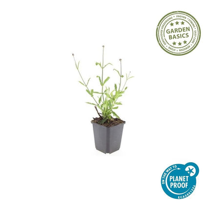 Hohes Eisenkraut Verbena bonariensis 'Lollipop' – ↕10 - 25cm – Ø9cm – 6 Pflanzen – Lilafarbene Blüten – Langblühend – Pflegeleicht – Balkon, Beet & Garten (Plant) kaufen bei Linkreich – Jetzt entdecken!