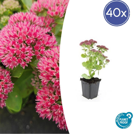 Hohes - Fettblatt Sedum 'Herbstfreude' – ↕10 - 25cm – Ø9cm – 40 Pflanzen – Rosa Blüten – Trockenheitsresistent & Bienenfreundlich – Sonnig (Plant) kaufen bei Linkreich – Jetzt entdecken!