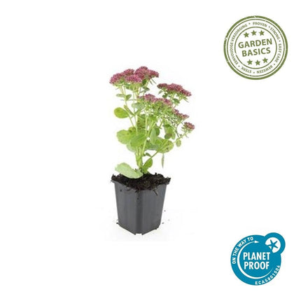 Hohes - Fettblatt Sedum 'Herbstfreude' – ↕10 - 25cm – Ø9cm – 40 Pflanzen – Rosa Blüten – Trockenheitsresistent & Bienenfreundlich – Sonnig (Plant) kaufen bei Linkreich – Jetzt entdecken!