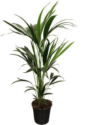 Howea Forsteriana Kentia – Forstersche Kentia – Zimmerpflanze – Ø21cm – Höhe ca. 100cm – Elegante, pflegeleichte Grünpflanze – Für Wohnzimmer & Büro (Plant) kaufen bei Linkreich – Jetzt entdecken!