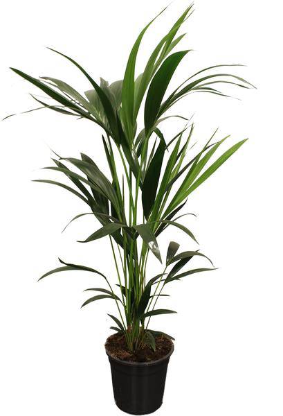 Howea Forsteriana Kentia – Forstersche Kentia – Zimmerpflanze – Ø21cm – Höhe ca. 100cm – Elegante, pflegeleichte Grünpflanze – Für Wohnzimmer & Büro (Plant) kaufen bei Linkreich – Jetzt entdecken!