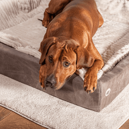 SEO. Hundebett KUDDE veganes Wildleder - taupe Linkreich