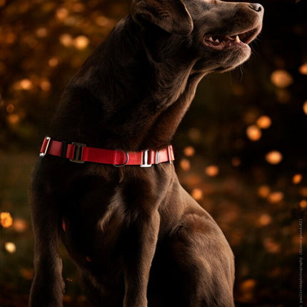 Anti-Stress-Geschirr STURMFREI®, Größe L