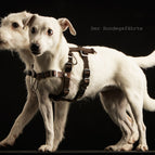 XXS (16 mm) / Braun / Ohne