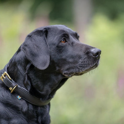 SEO. Hundehalsband CLASSIC Leder - schwarz Linkreich