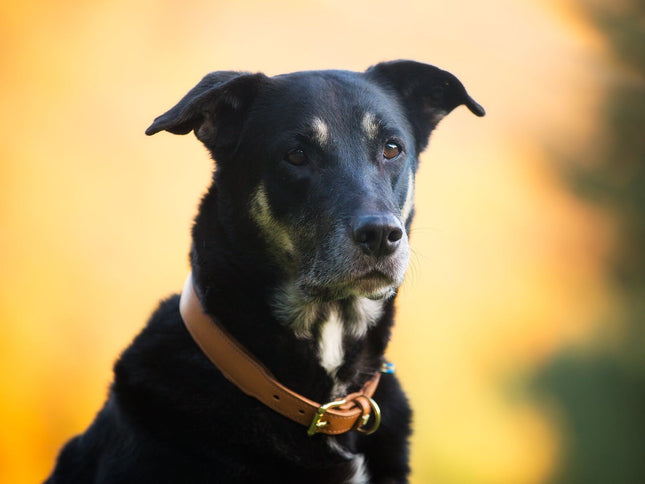 SEO. Hundehalsband CLASSIC Leder - natur Linkreich