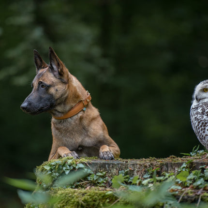 SEO. Hundehalsband CLASSIC Leder - natur Linkreich