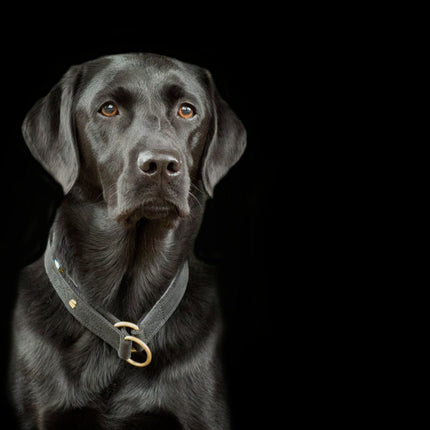 SEO. Hundehalsband CLASSIC Light - schwarz Linkreich