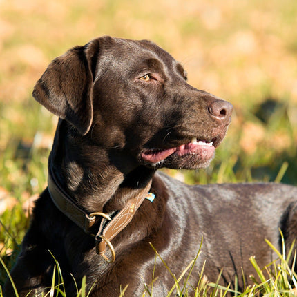 SEO. Hundehalsband CLASSIC Light - nougat Linkreich