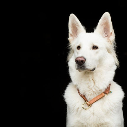 SEO. Hundehalsband CLASSIC Rundzug - natur Linkreich