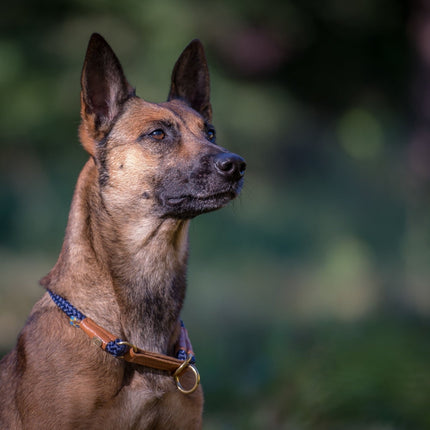 SEO. Hundehalsband OUTDOOR Rundzug - blau Linkreich