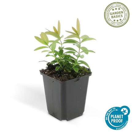 Hypericum calycinum – Großkelchiges Johanniskraut – ↕10 - 25 cm – Ø9 cm – 6 Pflanzen – Bodendecker & Blühpflanze – Pflegeleicht & sonnig (Plant) kaufen bei Linkreich – Jetzt entdecken!