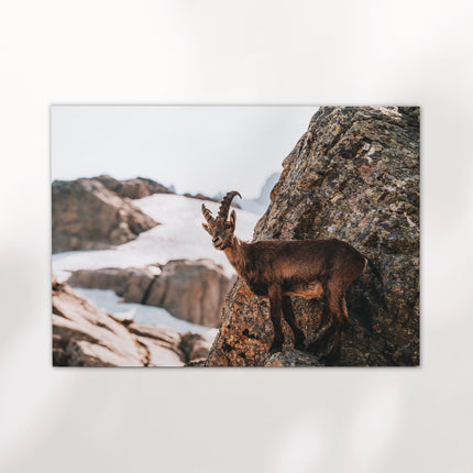 Alpine Ibex Wall Art | Wildlife Print