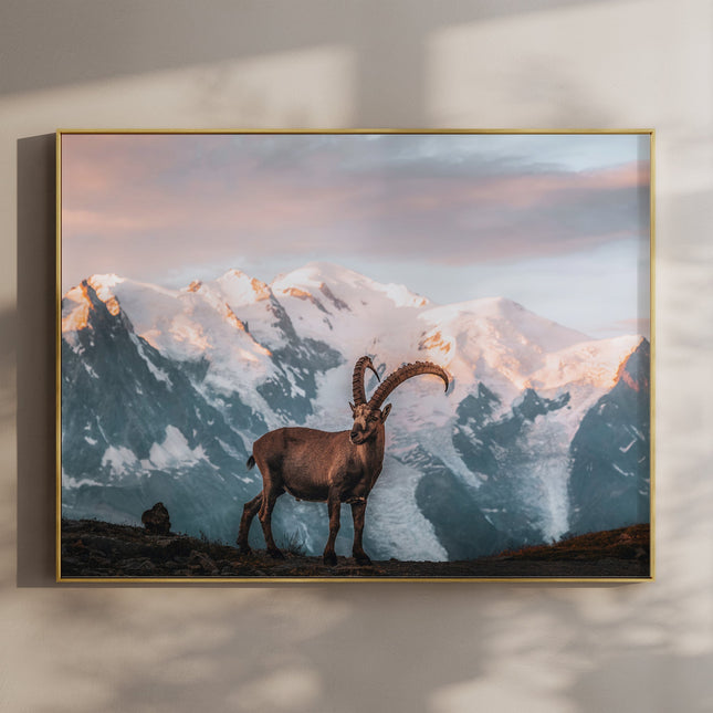 Ibex Sunrise in Chamonix - Wall Art Print of Mont Blanc
