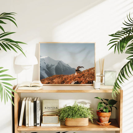 Ibex at Sunrise Wall Art – Chamonix Mont Blanc Wildlife Print