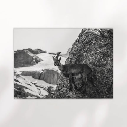 Alpine Ibex Wall Art – Black and White Wildlife Photography Print