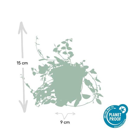 Immergrün - Vinca minor 'Atropurpurea' - ↕10 - 25cm - Ø9cm - 6 Pflanzen – Bodendecker mit lila Blüten – Sonne & Halbschatten – Pflegeleicht (Plant) kaufen bei Linkreich – Jetzt entdecken!