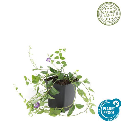 Immergrün - Vinca minor 'Atropurpurea' - ↕10 - 25cm - Ø9cm - 6 Pflanzen – Bodendecker mit lila Blüten – Sonne & Halbschatten – Pflegeleicht (Plant) kaufen bei Linkreich – Jetzt entdecken!