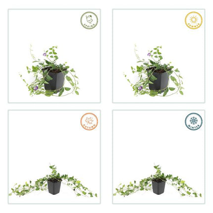 Immergrün – Vinca minor 'Atropurpurea' – ↕10 - 25cm – Ø9cm – 60 Pflanzen – Lila Bodendecker – Sonne & Schatten – Pflegeleicht (Plant) kaufen bei Linkreich – Jetzt entdecken!