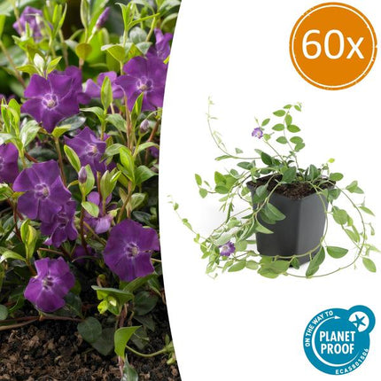 Immergrün – Vinca minor 'Atropurpurea' – ↕10 - 25cm – Ø9cm – 60 Pflanzen – Lila Bodendecker – Sonne & Schatten – Pflegeleicht (Plant) kaufen bei Linkreich – Jetzt entdecken!