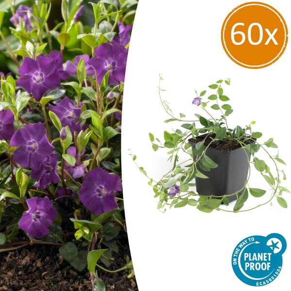 Immergrün – Vinca minor 'Atropurpurea' – ↕10 - 25cm – Ø9cm – 60 Pflanzen – Lila Bodendecker – Sonne & Schatten – Pflegeleicht (Plant) kaufen bei Linkreich – Jetzt entdecken!