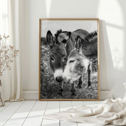 Irish Donkeys – Black and White Animal Photography Wall Art Print