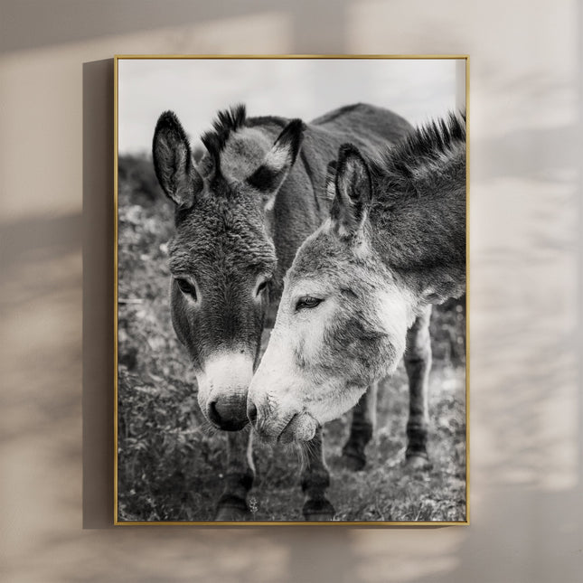 Irish Donkeys – Black and White Animal Photography Wall Art Print