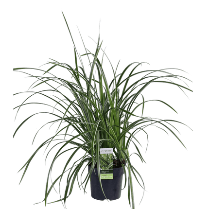 Japan - Segge - Carex morrowii 'Icedance' – Immergrünes Ziergras – 3 Pflanzen – Ø14 cm – Ca. 30 cm hoch – Winterhart & pflegeleicht – Für Garten & Kübel (Plant) kaufen bei Linkreich – Jetzt entdecken!