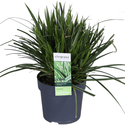 Japan - Segge - Carex morrowii 'Icedance' – Immergrünes Ziergras – 3 Pflanzen – Ø14 cm – Ca. 30 cm hoch – Winterhart & pflegeleicht – Für Garten & Kübel (Plant) kaufen bei Linkreich – Jetzt entdecken!