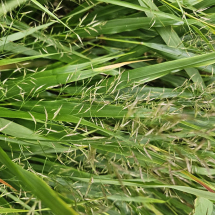 Japan - Zwergschilf - Hakonechloa macra - ↕10 - 25cm - Ø9cm - 60 Pflanzen - Pflegeleicht & winterhart (Plant) kaufen bei Linkreich – Jetzt entdecken!