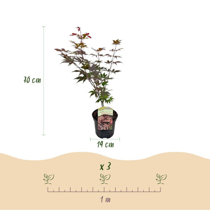 Japanischer Ahorn Acer palmatum Atropurpureum – Lila Balkonpflanze – Ø19cm – Höhe ca. 70cm – Kompakter Zierahorn mit tiefviolettem Laub (Plant) kaufen bei Linkreich – Jetzt entdecken!