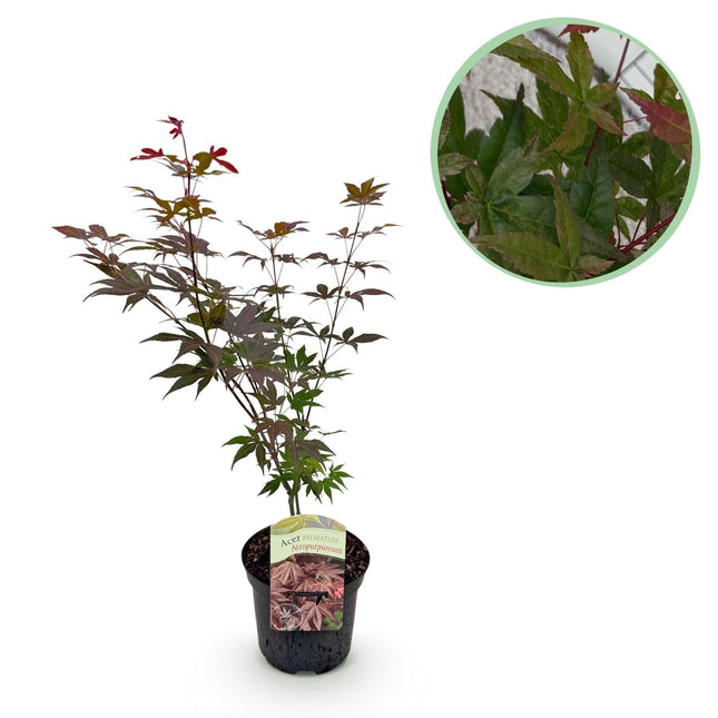 Japanischer Ahorn Acer palmatum Atropurpureum – Lila Balkonpflanze – Ø19cm – Höhe ca. 70cm – Kompakter Zierahorn mit tiefviolettem Laub (Plant) kaufen bei Linkreich – Jetzt entdecken!