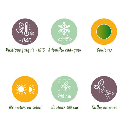 Japanischer Ahorn – Acer palmatum 'Emerald Lace' – Balkonpflanze – ca. 70 cm hoch – Topf Ø19 cm – feingeschnittenes grünes Laub, herbstliche Gold - & Rottöne – kompakt & pflegeleicht (Plant) kaufen bei Linkreich – Jetzt entdecken!