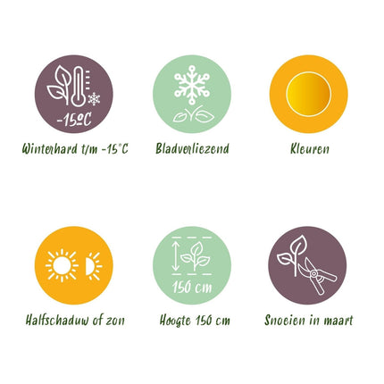 Japanischer Ahorn Acer palmatum 'Jordan' – Gelb - Grün – Balkon - & Gartenpflanze – Ø19 cm – Ca. 70 cm hoch – Kompakter Fächerahorn mit saisonalem Farbwechsel (Plant) kaufen bei Linkreich – Jetzt entdecken!