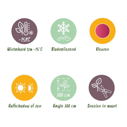 Japanischer Ahorn Acer palmatum 'Phoenix' – Rosa - Rot – Balkon - & Gartenpflanze – Ø19 cm – Ca. 70 cm hoch – Handförmiges Laub mit intensiver Herbstfärbung (Plant) kaufen bei Linkreich – Jetzt entdecken!