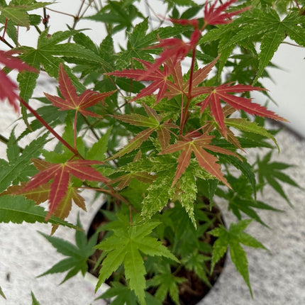 Japanischer Ahorn Acer palmatum 'Phoenix' – Rosa - Rot – Balkon - & Gartenpflanze – Ø19 cm – Ca. 70 cm hoch – Handförmiges Laub mit intensiver Herbstfärbung (Plant) kaufen bei Linkreich – Jetzt entdecken!