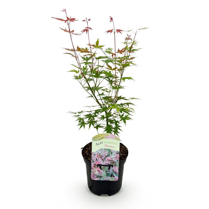 Japanischer Ahorn Acer palmatum 'Phoenix' – Rosa - Rot – Balkon - & Gartenpflanze – Ø19 cm – Ca. 70 cm hoch – Handförmiges Laub mit intensiver Herbstfärbung (Plant) kaufen bei Linkreich – Jetzt entdecken!