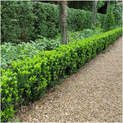 Japanischer Spindelstrauch Euonymus 'Green Spire' – Ø7cm, ↨15cm – 48 Pflanzen – Aufrechter, winterharter Zierstrauch für Garten, Terrasse & Hecke (Plant) kaufen bei Linkreich – Jetzt entdecken!