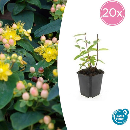 Johanniskraut Hypericum inodorum 'Annebel' – ↕10 - 25cm – Ø9cm – 20 Pflanzen – Winterharter Strauch mit leuchtend gelben Blüten (Plant) kaufen bei Linkreich – Jetzt entdecken!